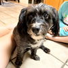 adoptable Dog in tampa, FL named Wilma