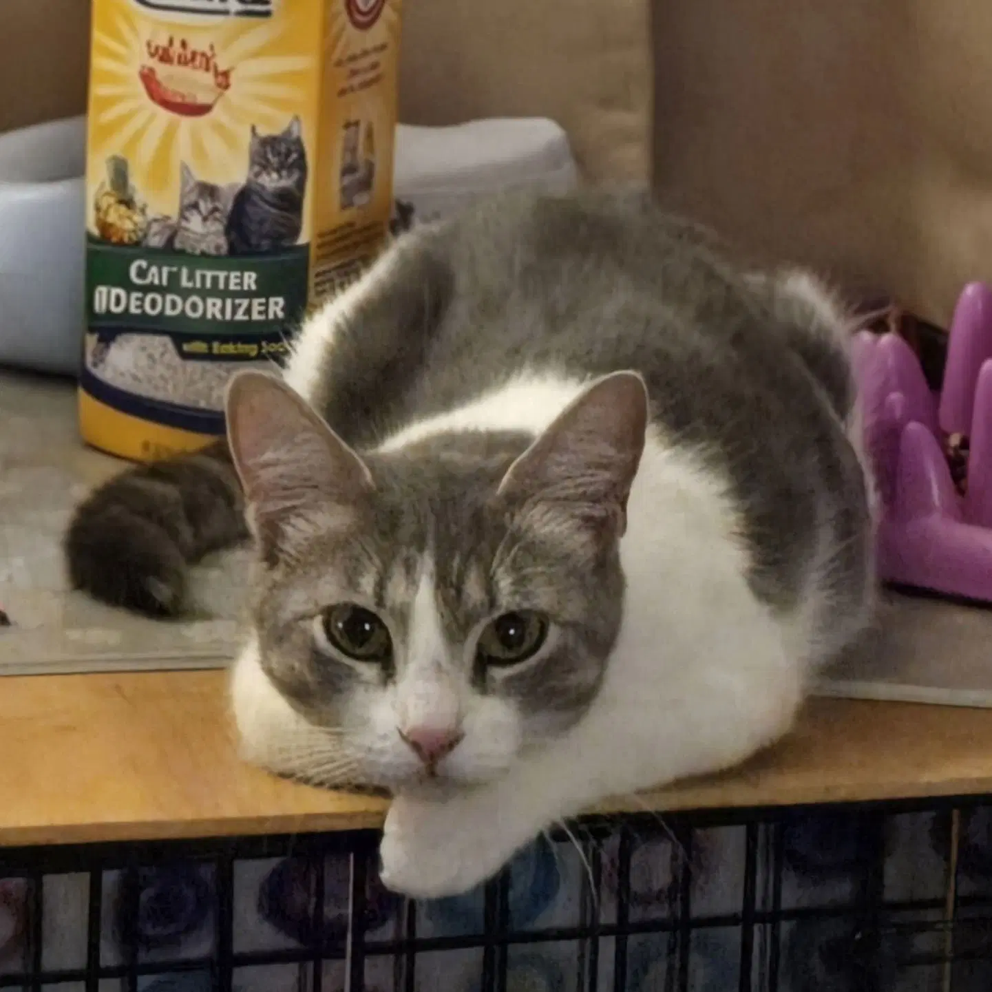 Sora - Domestic Short Hair