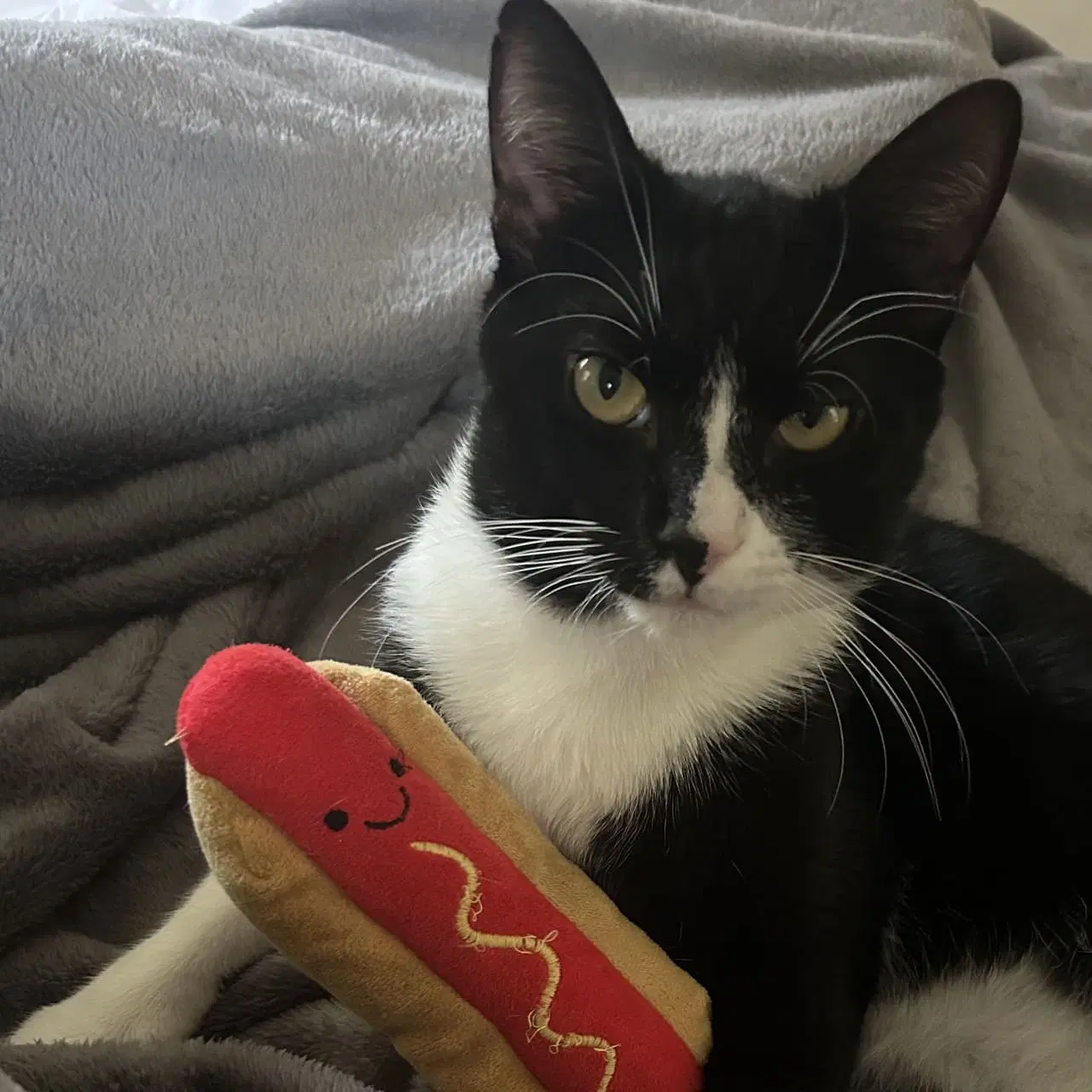 Tally - Domestic Short Hair