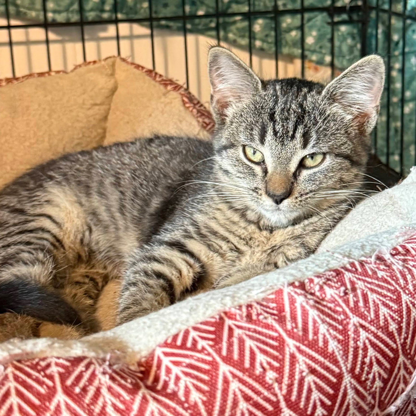 Wendy Image
