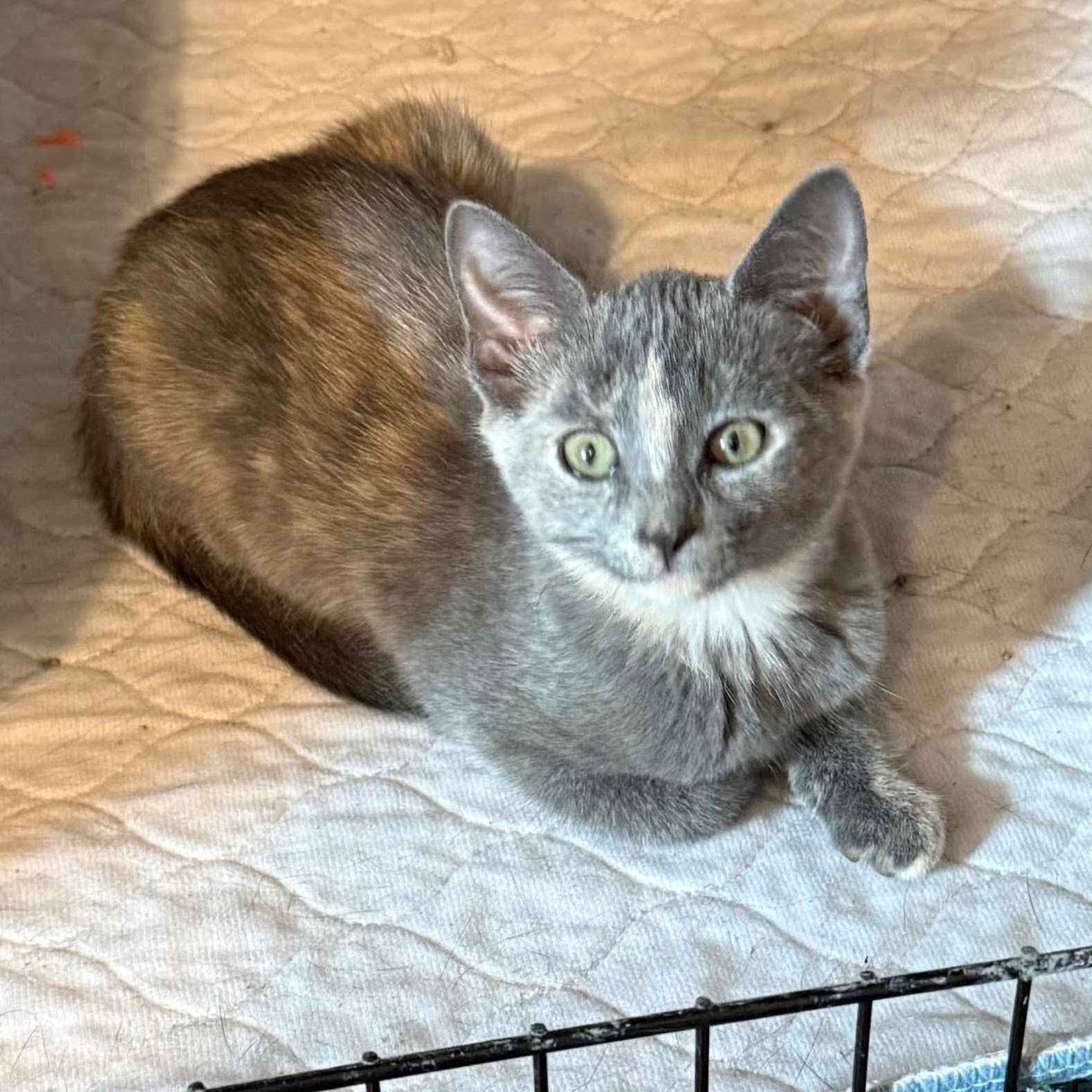 Gigi Image