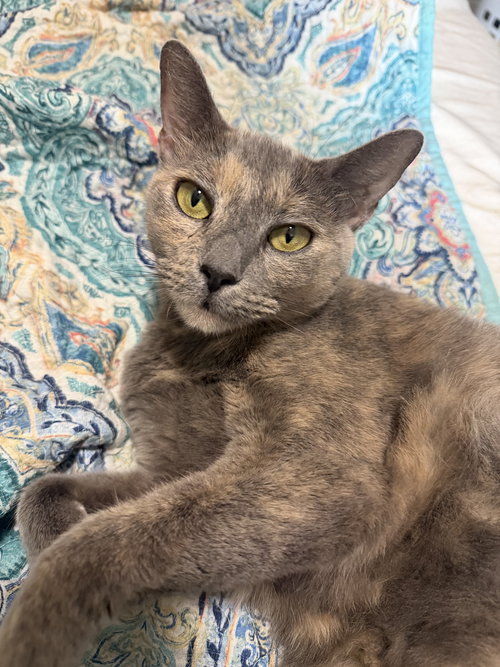 KHLOE - Domestic Short Hair for adoption in St. Petersburg