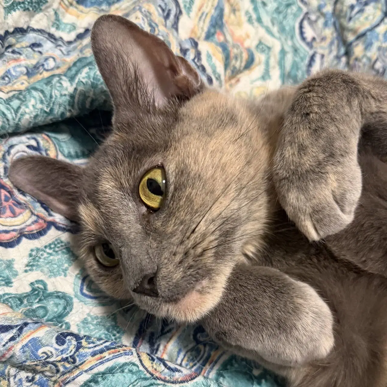Khloe - Domestic Short Hair