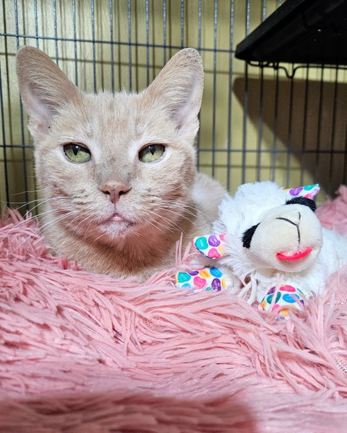 Mrs. Alfie Meeps, an adoptable Domestic Short Hair in Tampa, FL