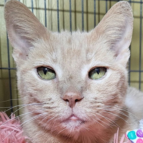 Mrs. Alfie Meeps, Senior Domestic Short Hair (short coat), cat for adoption in Largo, Florida