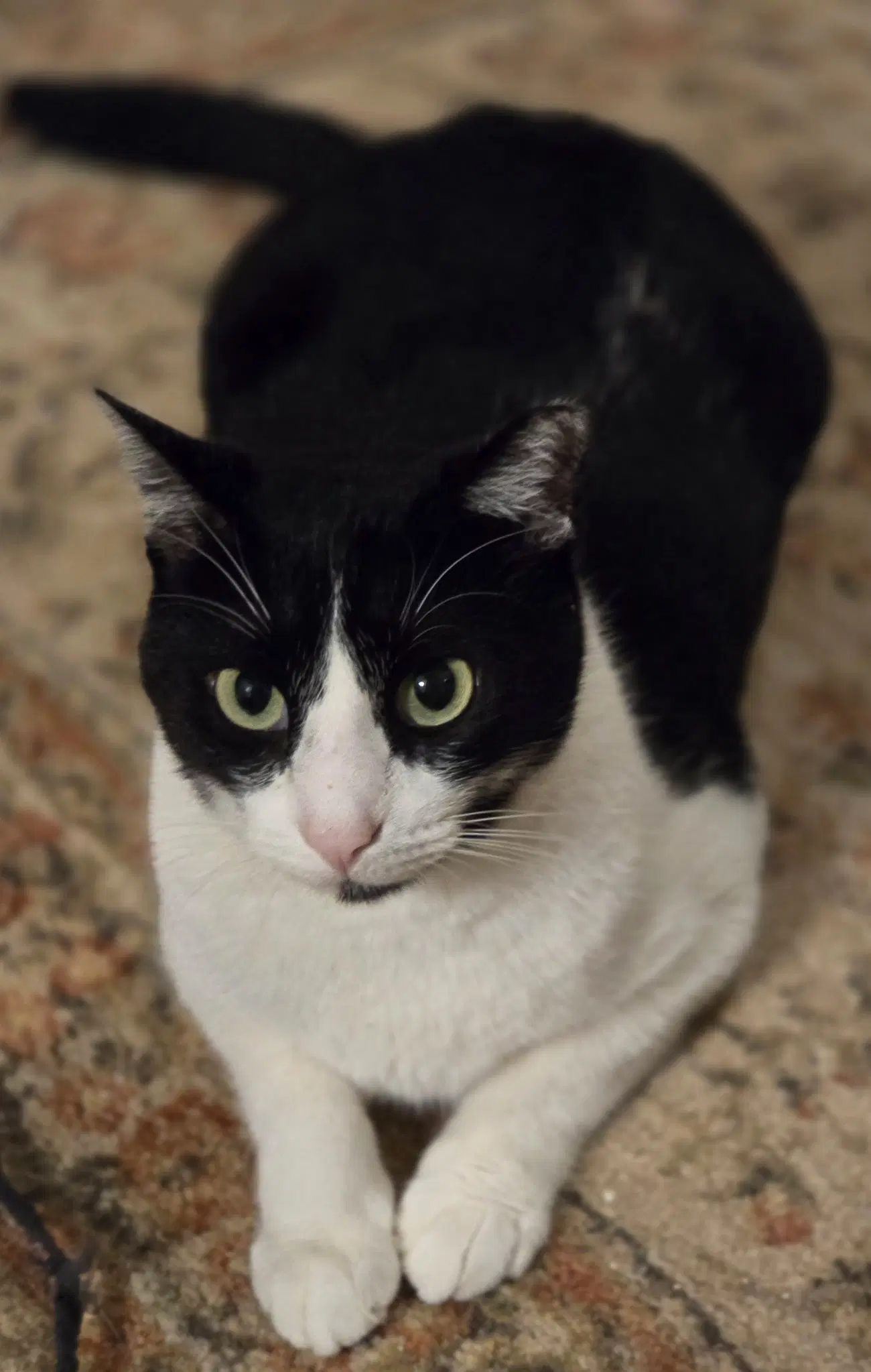 Felix image 2