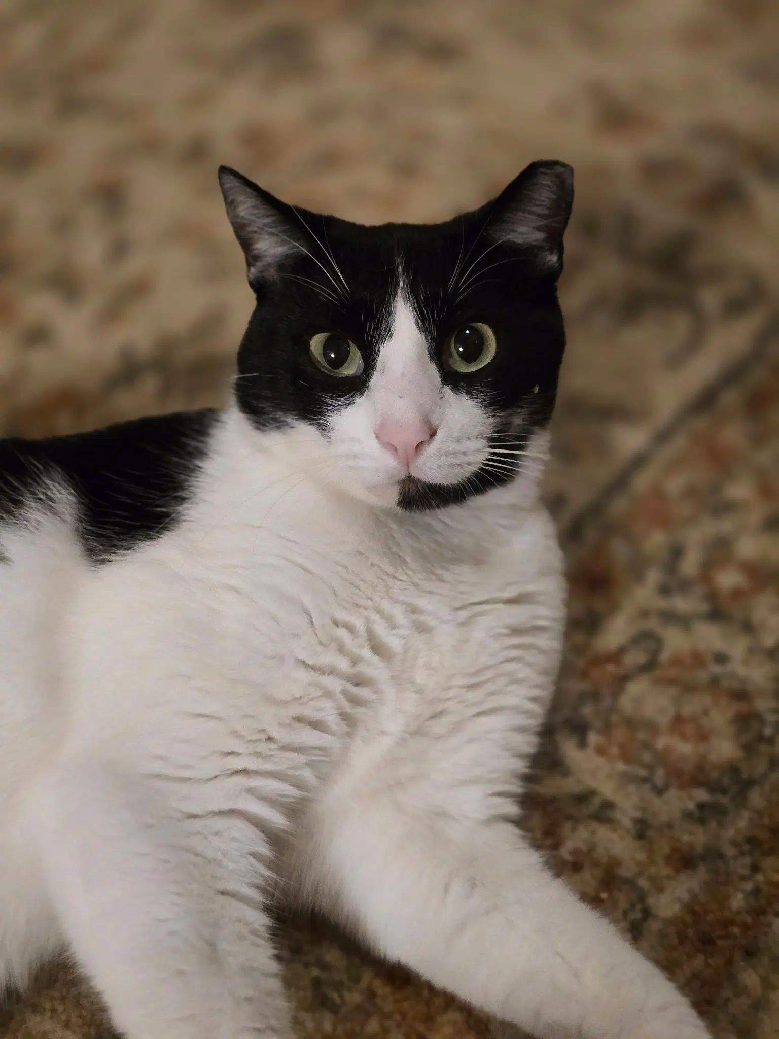 Felix image 3