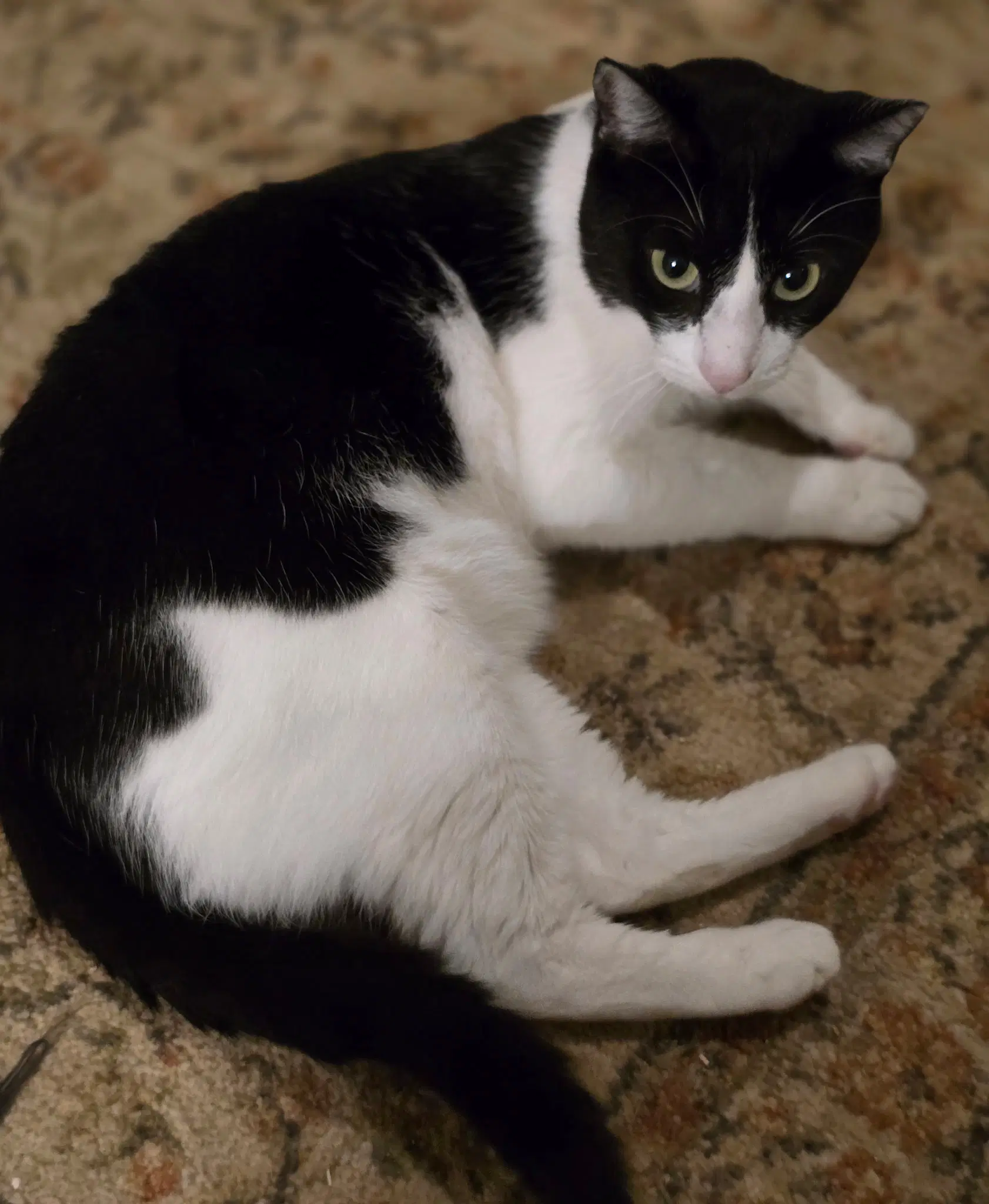 Felix image 4