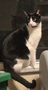 Felix