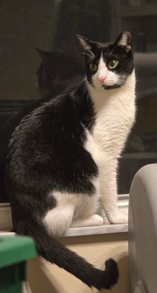 Felix