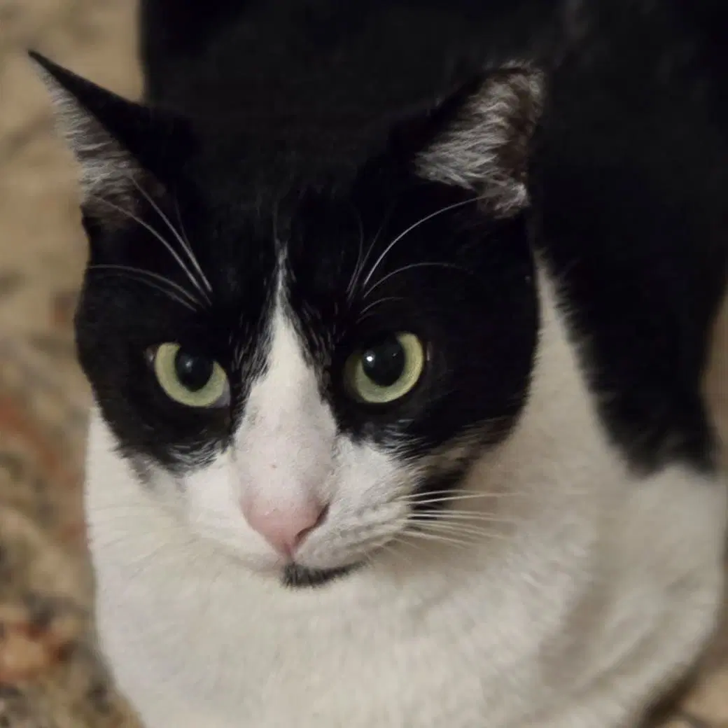 Felix - Domestic Short Hair