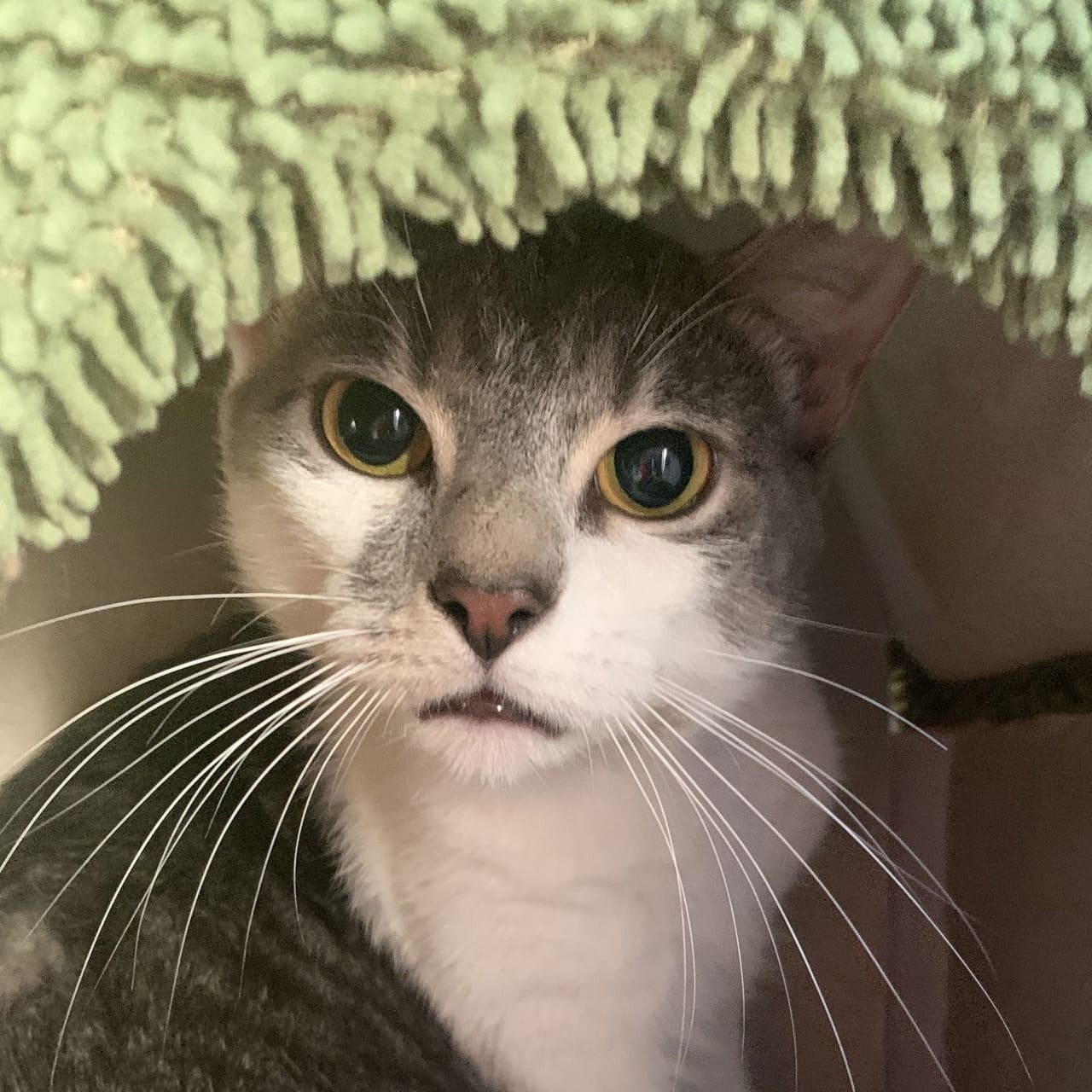 Stubbs