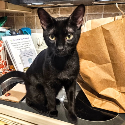 VALENTINO - Domestic Short Hair available for adoption