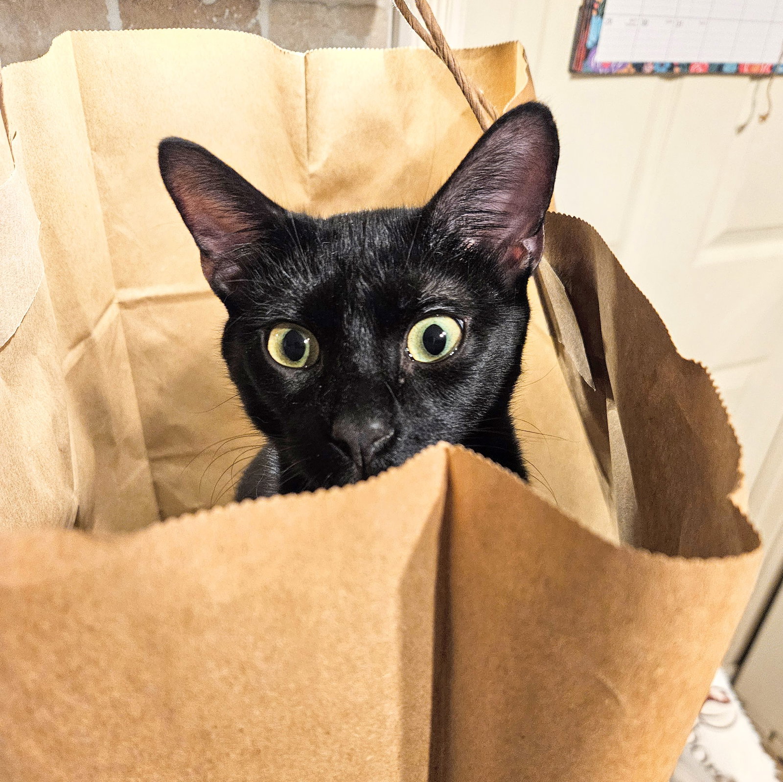 Valentino Image