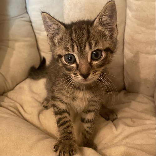 Hopper, Baby Domestic Short Hair (short coat), cat for adoption in Largo, Florida