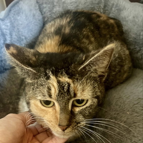 Frieda, an adoptable Domestic Short Hair in Tampa, FL