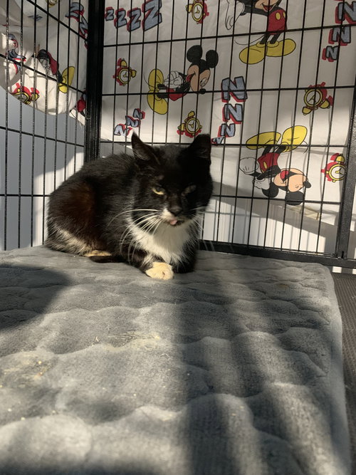Roxy, an adoptable Domestic Short Hair in Tampa, FL