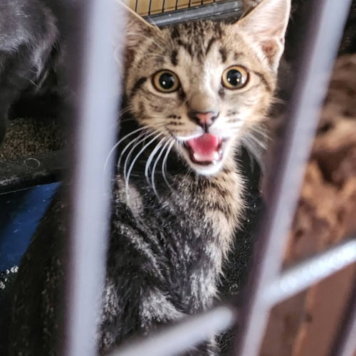 Oliver, a cat for adoption from Rebels Rescue Inc.