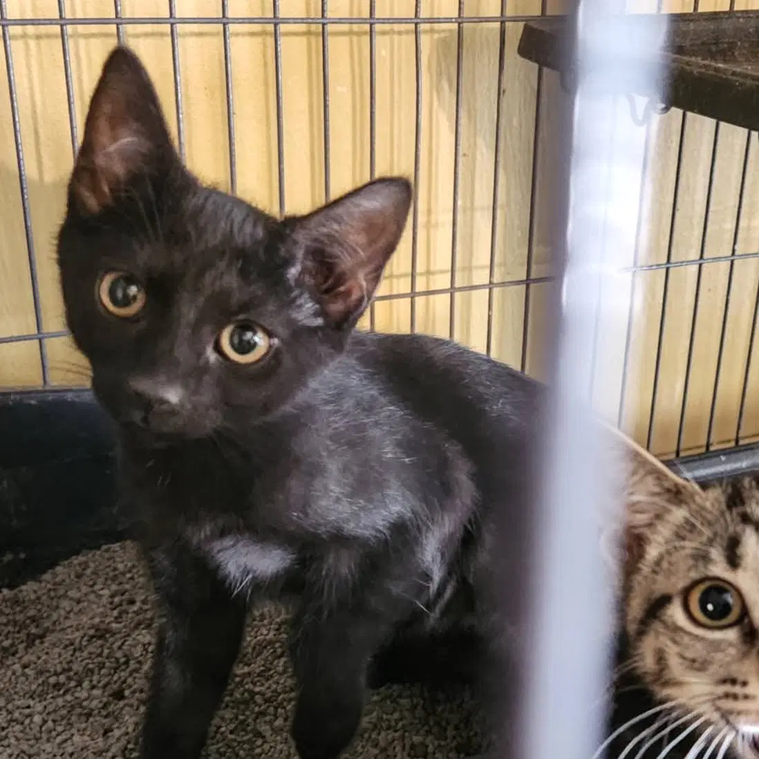 Oreanna - Domestic Short Hair