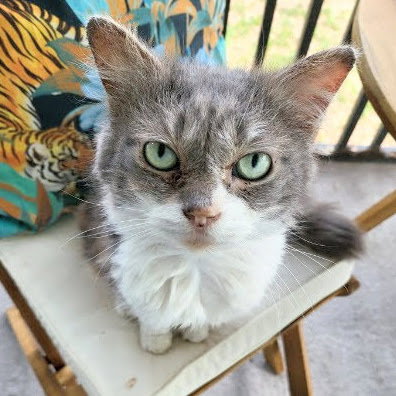 KitKat, an adoptable Domestic Medium Hair in Tampa, FL
