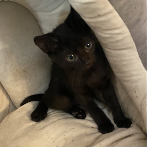 Kiwi, Baby Domestic Short Hair (short coat), cat for adoption in Largo, Florida