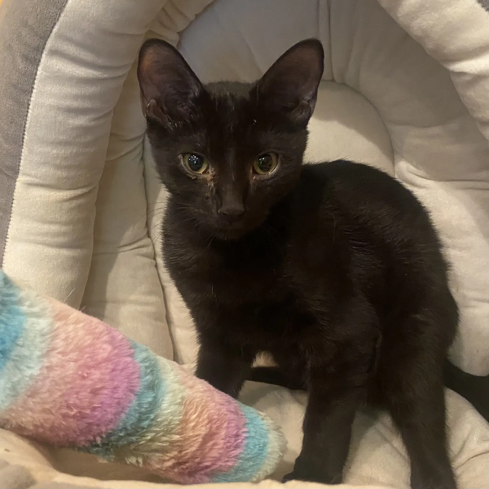 Kiwi - Domestic Short Hair