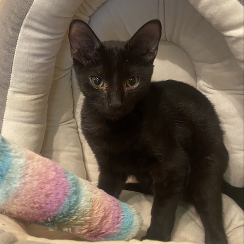 Kiwi, a cat for adoption from Rebels Rescue Inc.