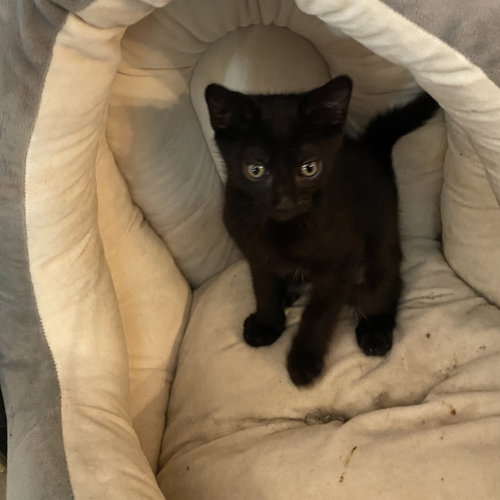 Guava, Baby Domestic Short Hair (short coat), cat for adoption in Largo, Florida