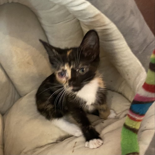 Peach, Baby Domestic Short Hair (short coat), cat for adoption in Largo, Florida