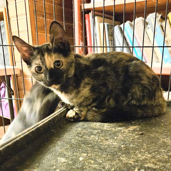 Leela