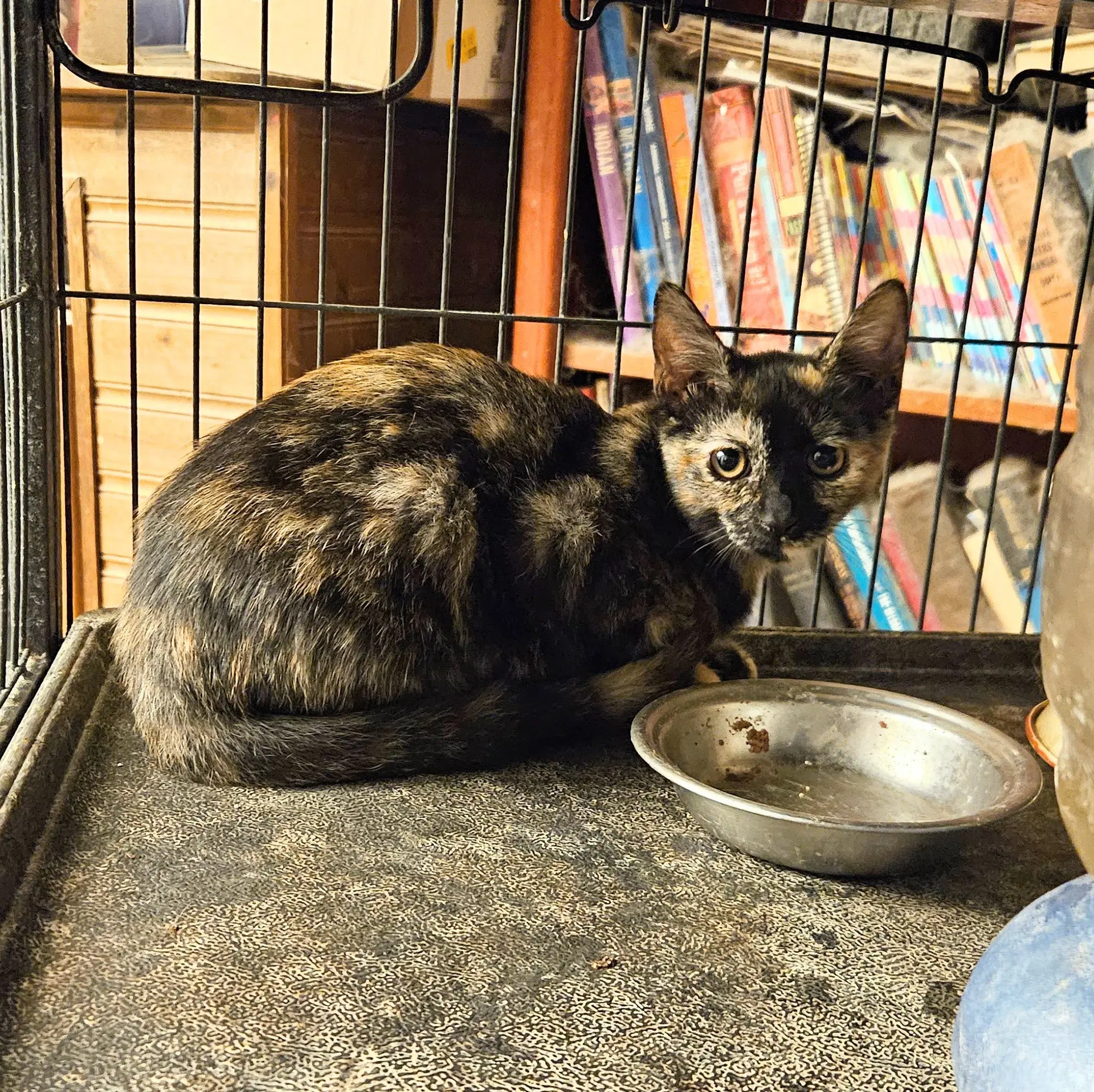 Tegan - Domestic Short Hair