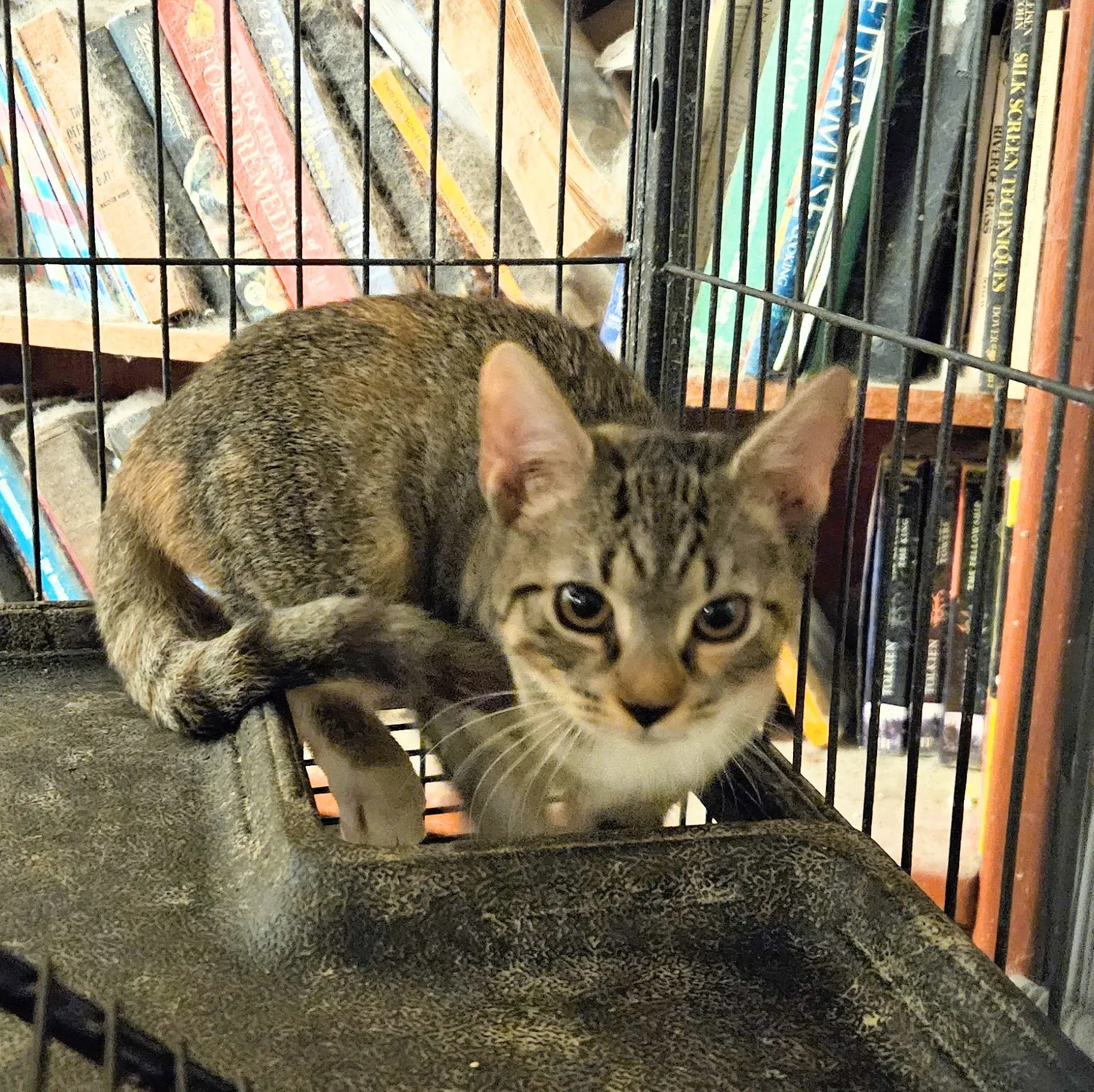 Sara Jane - Domestic Short Hair