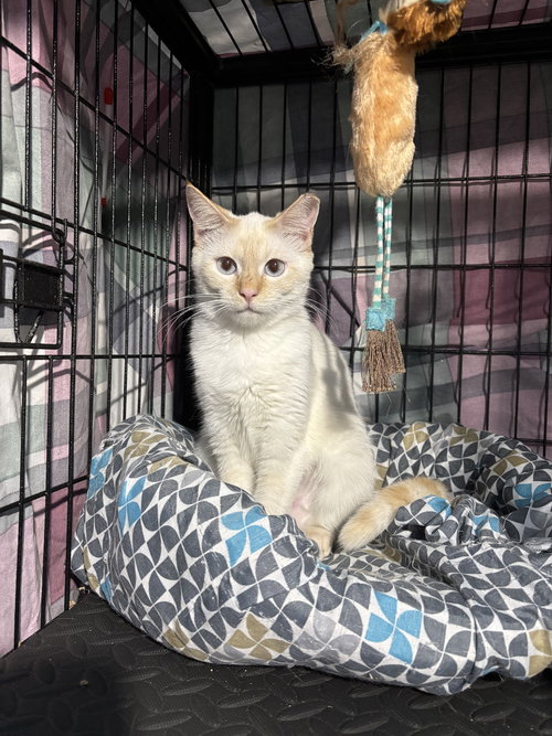 Jazzmine, an adoptable Siamese in Tampa, FL