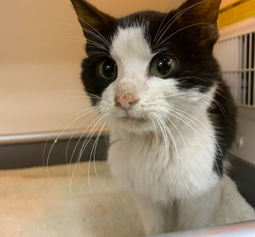 Phooey, Young Domestic Short Hair (short coat), cat for adoption in Largo, Florida