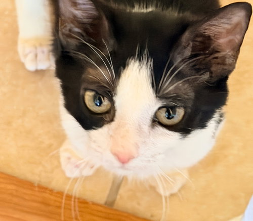 Phooey, an adoptable Domestic Short Hair in Tampa, FL