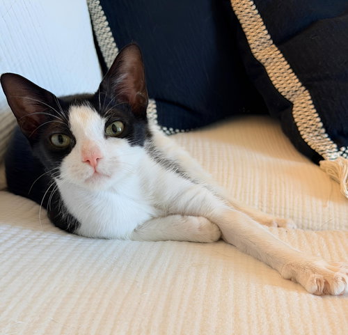 Phooey, an adoptable Domestic Short Hair in Tampa, FL