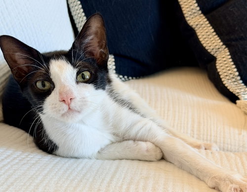 Phooey, an adoptable Domestic Short Hair in Tampa, FL