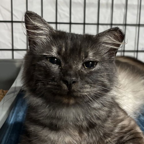 Bandit, an adoptable Maine Coon in Tampa, FL