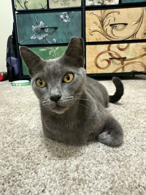 Meredith Grey, an adoptable Russian Blue in Tampa, FL