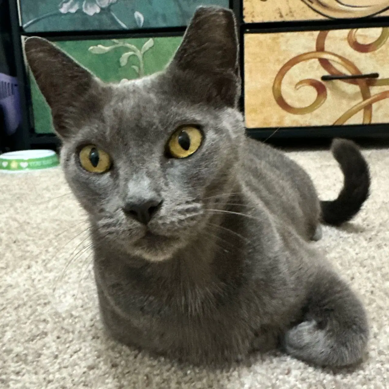 Meredith Grey - Domestic Short Hair