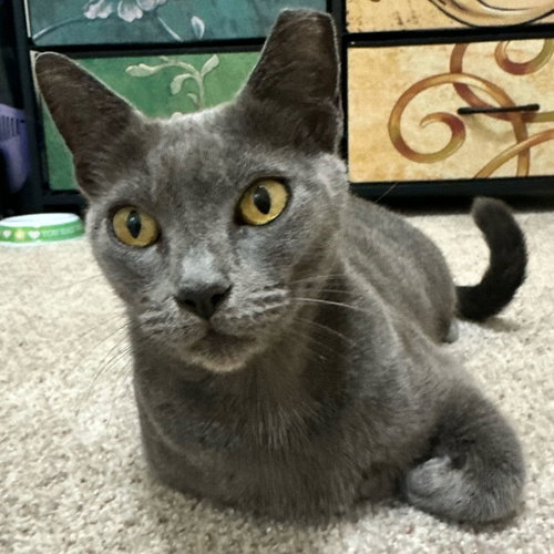 Meredith Grey, Adult Domestic Short Hair (short coat), cat for adoption in Largo, Florida