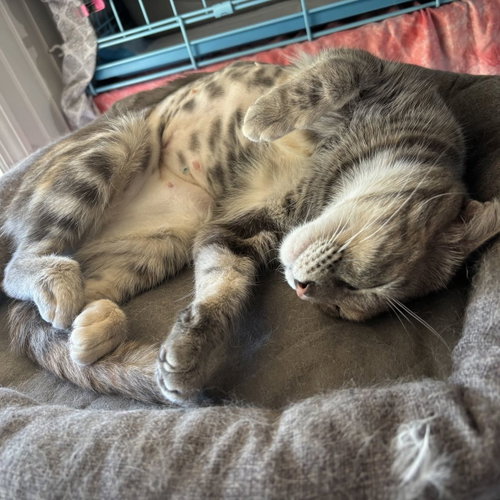 Lola, Adult Dilute Calico (short coat), cat for adoption in Largo, Florida