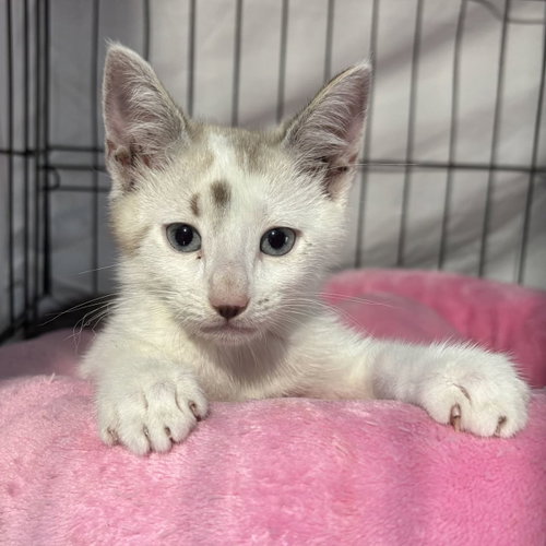 Wasabi, Baby Domestic Short Hair (short coat), cat for adoption in Largo, Florida
