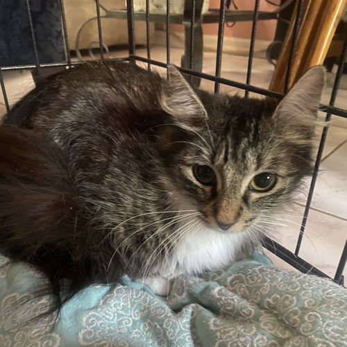Kamila, an adoptable Domestic Long Hair in Tampa, FL