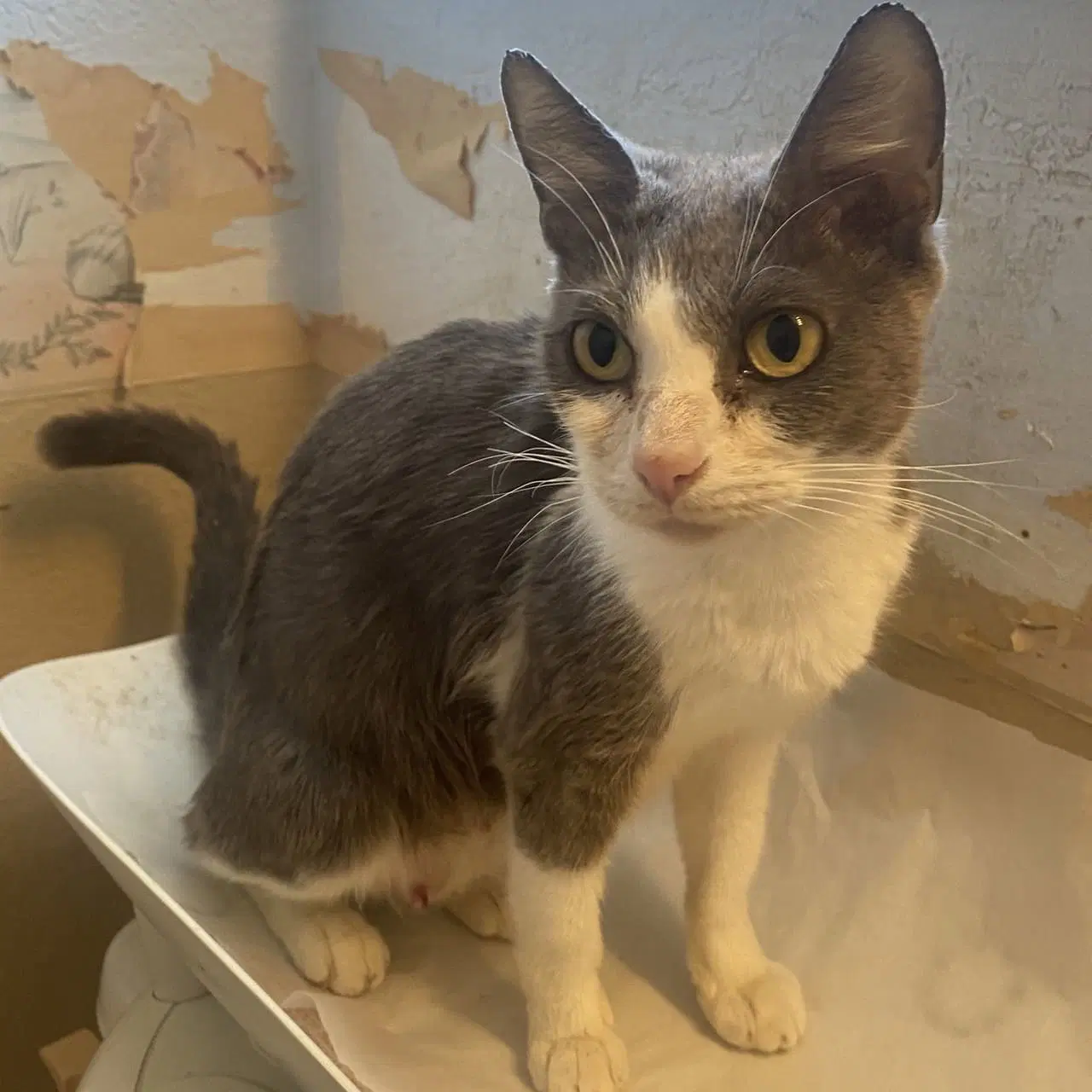 Kallista - Domestic Short Hair