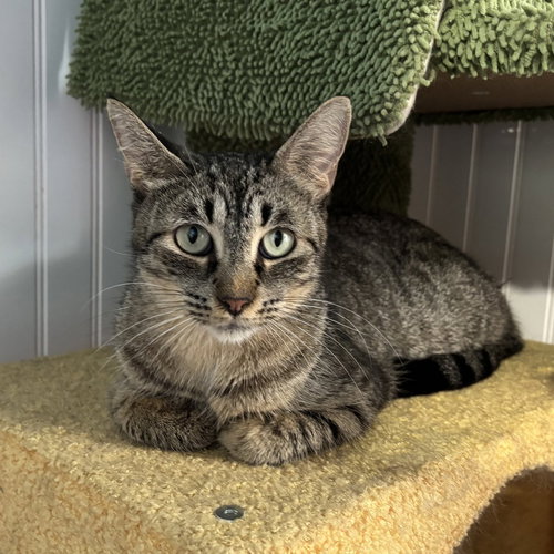 Karma, Adult Domestic Short Hair (short coat), cat for adoption in Largo, Florida