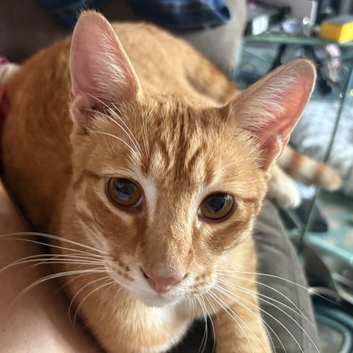 Goose, Young Domestic Short Hair (short coat), cat for adoption in Pinellas Park, Florida