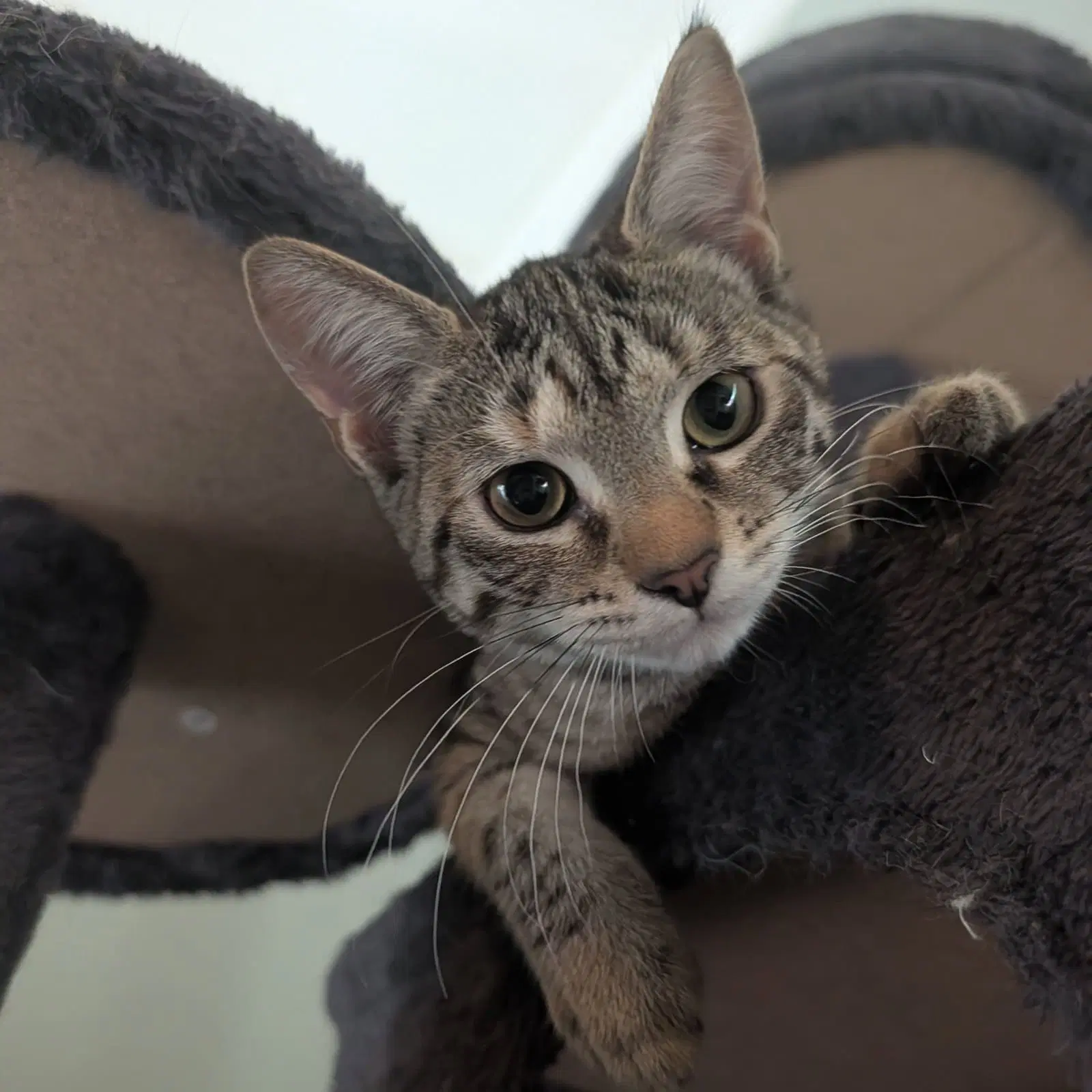 Louise - Domestic Short Hair