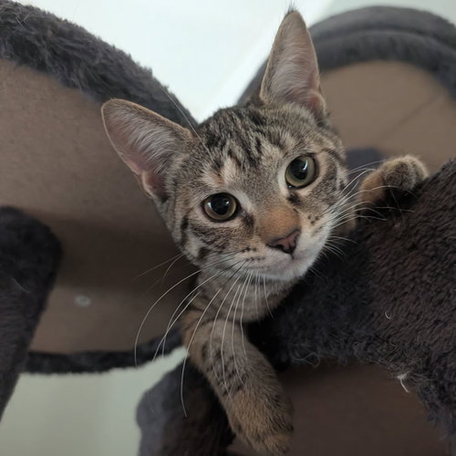 Louise, a cat for adoption from Rebels Rescue Inc.