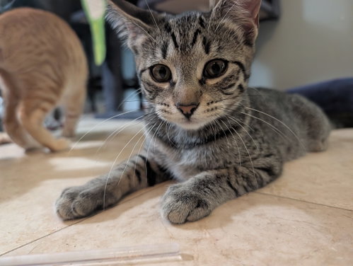 Tina
